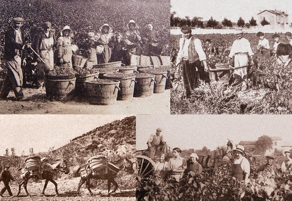 Бунт виноградарей Лангедока. Вино и кровь Нарбонны