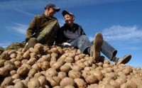 Прожиточный минимум снизился из-за картошки