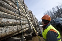 Аккуратность - качество сильно упрощающее жизнь работников лесозаготовки.