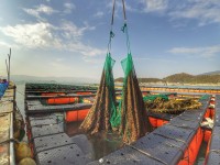 В таких сетях растут морские ушки фото