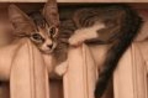 Коммунальщики Беломорска начали бессрочную голодовку