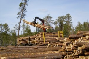 Томские лесопромышленники заплатят штраф за уклонение от подписания отраслевого соглашения
