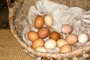 В Израиле началась «яичная забастовка»