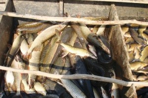 Браконьеров легализуют после уменьшения налога на вылов рыбы