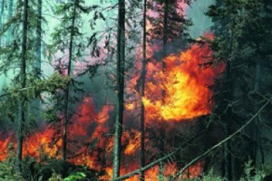 Сибирь охвачена лесными пожарами, наиболее тяжёлая ситуация сложилась в Забайкалье