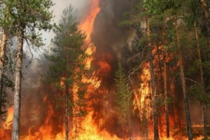 В России горит более 100 тысяч гектаров леса