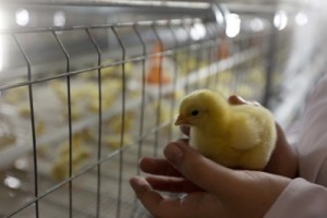 Работники птицефабрики в Восточном Казахстане приостановили голодовку