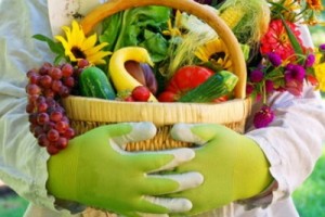 Садоводов избавили от «налога на картошку», а пчелы стали животными