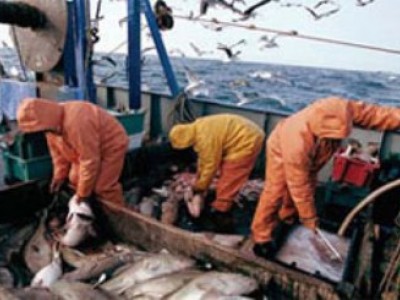 Рыбодобывающим организациям дадут налоговые льготы