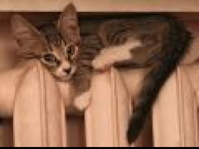 Коммунальщики Беломорска начали бессрочную голодовку