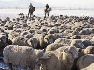 Дума о чабанах: Дагестан потребует себе полного права распоряжаться землей