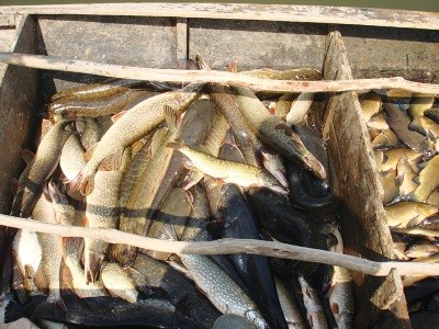 Браконьеров легализуют после уменьшения налога на вылов рыбы