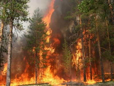 В России горит более 100 тысяч гектаров леса В России горит более 100 тысяч гектаров леса