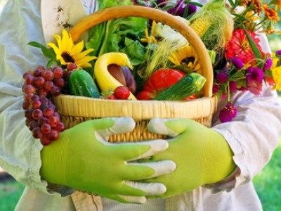 Садоводов избавили от «налога на картошку», а пчелы стали животными