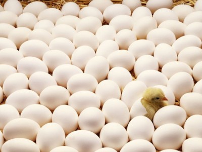 У работников кировоградской птицефабрики осталось девять дней на подписание колдоговора