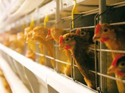 На Вельской птицефабрике рабочий день длится по 12 часов