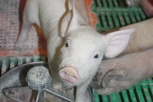 Свининку любите?..