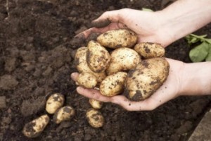 Молодые семьи отправят на картошку