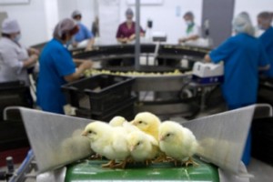 Справку дали не оттуда