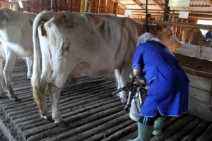 Приморские доярки приостановили работу до выплаты зарплаты