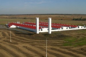 Белгородских свиноводов поддержали