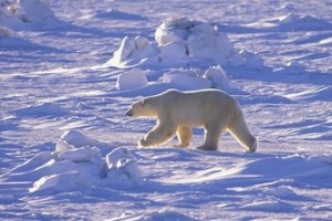 Молодежи на “северах” - новые надбавки