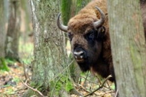 За вред заповедникам накажут строже