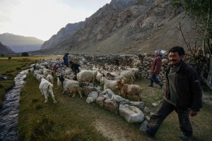 Золотые козы