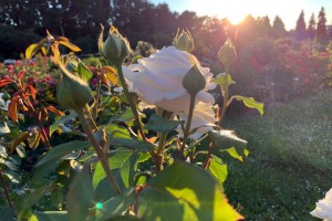 В рай за 250 рублей