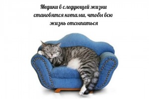 Медики в следующей жизни становятся котами