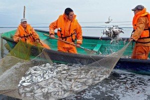 Рыбная отрасль потеряла 30% прибыли из-за санкций