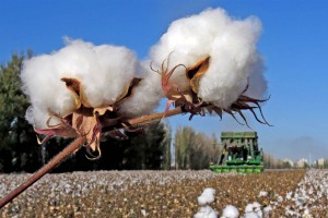 Пушистые цветы раздора