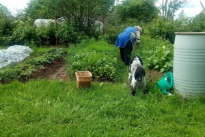 В Татарстане увеличили норматив дохода огородников