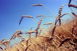 Бюджет госпрограммы «Земля» увеличат