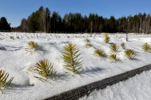В Татарстане восстановили более 3,6 тыс. гектаров леса