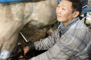 А много ль корова дает молока?