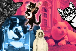 Усы, лапы и хвост вместо трудовой