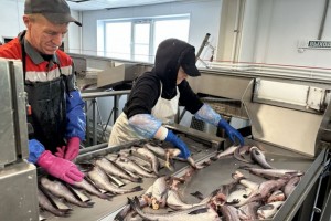 Тоска по треске