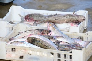 Рыбаки северо-западных регионов России столкнулись с массовым отказом в разрешениях на вылов рыбы