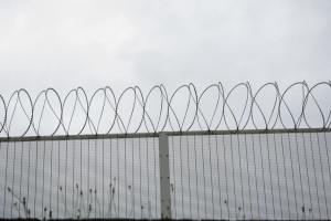 День вольного сурка