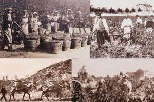 Бунт виноградарей Лангедока. Вино и кровь Нарбонны