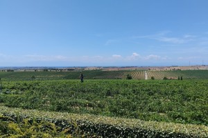 Европейские фермеры требуют отклонить торговое соглашение с Южной Америкой