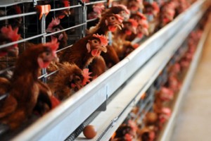 Авангард: Птицы счастья мордовского села