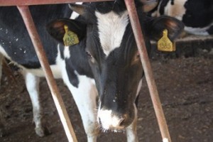 Лучший? Обезглавить!