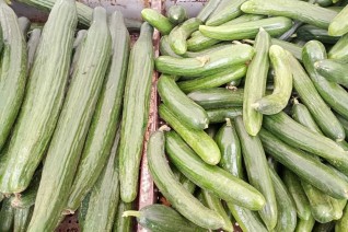 Огурцы стали самым подешевевшим продуктом