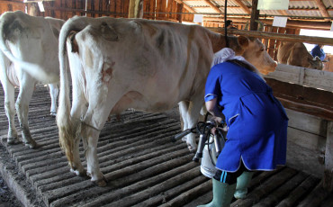 Приморские доярки приостановили работу до выплаты зарплаты Приморские доярки приостановили работу до выплаты зарплаты