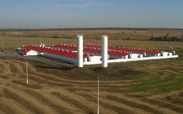 Белгородских свиноводов поддержали