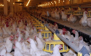 Бройлерная приостановка