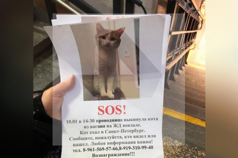 Роспрофжел выступил против травли проводницы, выбросившей из поезда кота