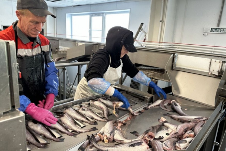 Тоска по треске Тоска по треске